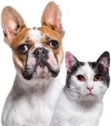 Dog Harness-Neoprene Comfort Liner-Orange